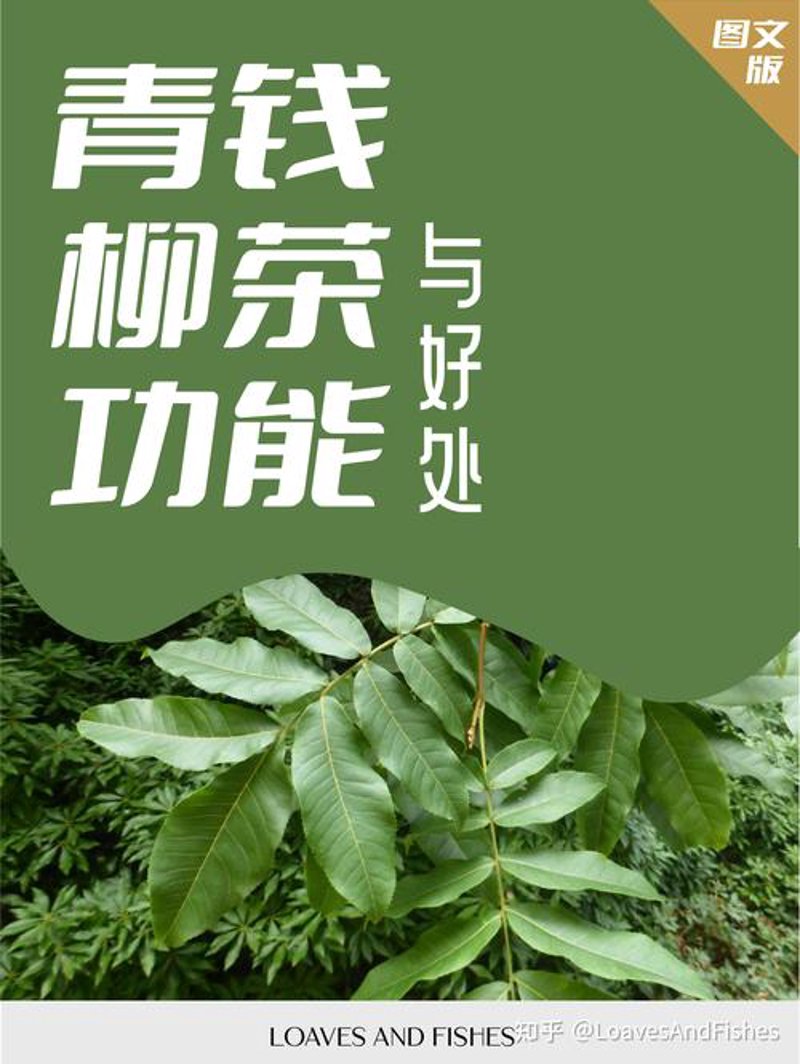 青钱柳茶礼盒