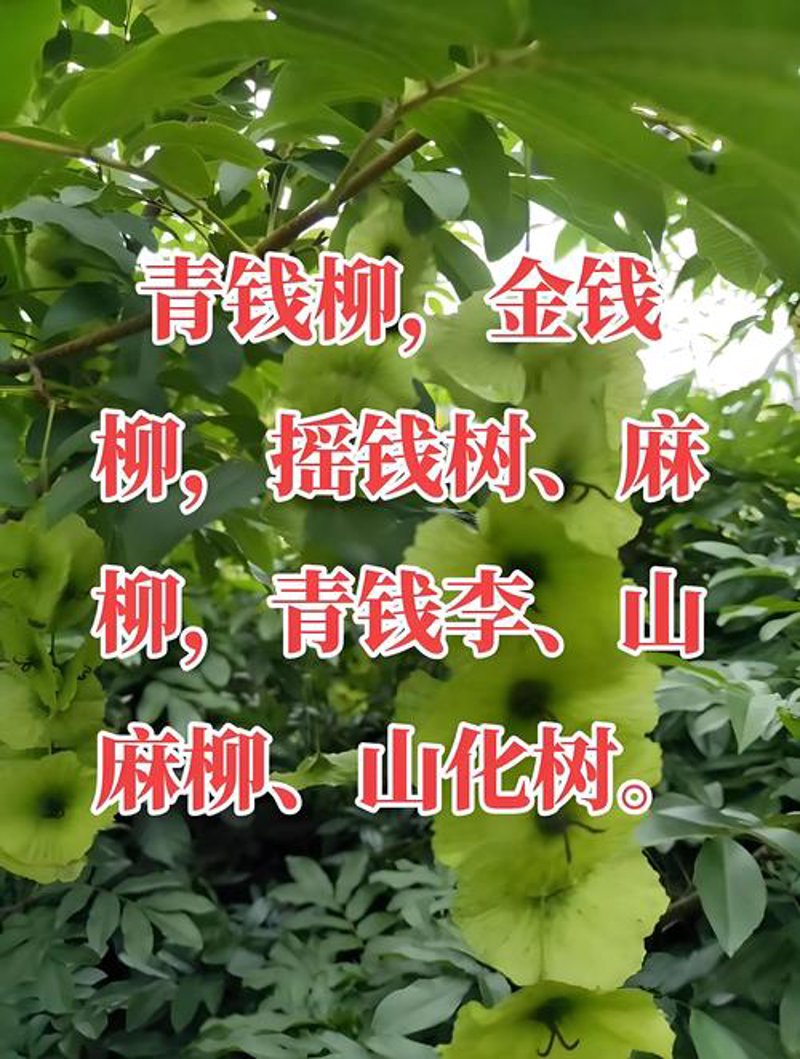 青钱柳茶的功效